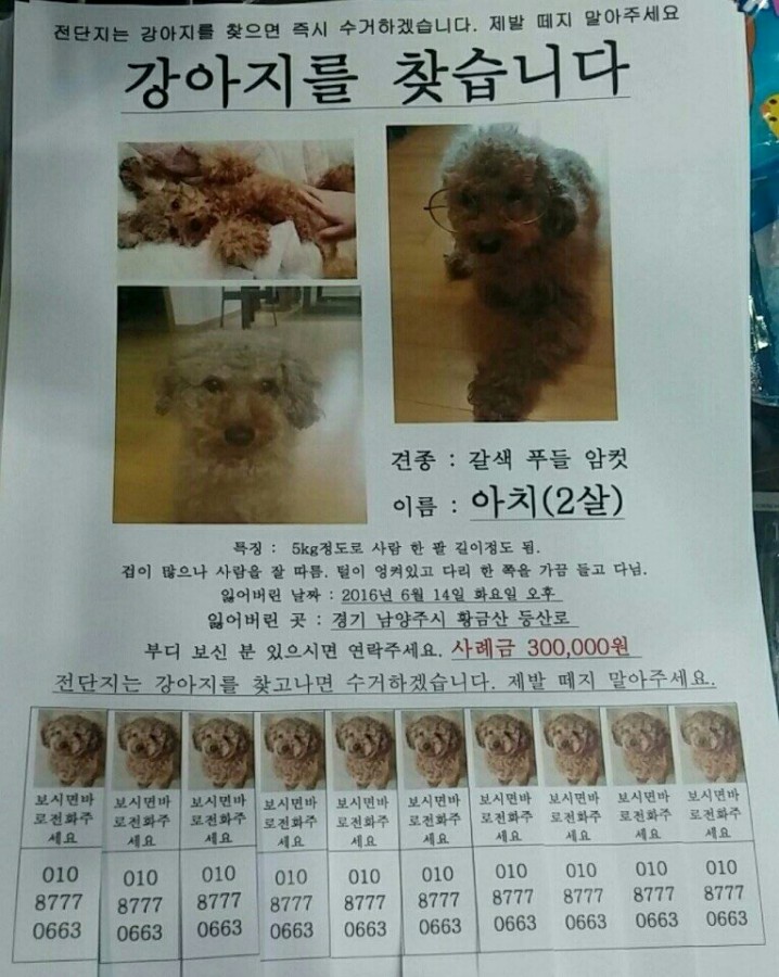남양주 가운휴먼시아 근처 황금산에서 갈색푸들이 실종되었습니다