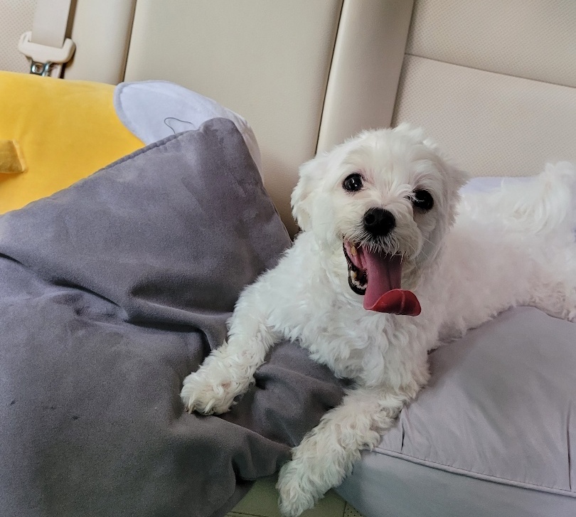 유기견보호센터 강아지보호소 고양이보호소 - 펫찾기 2번째 사진