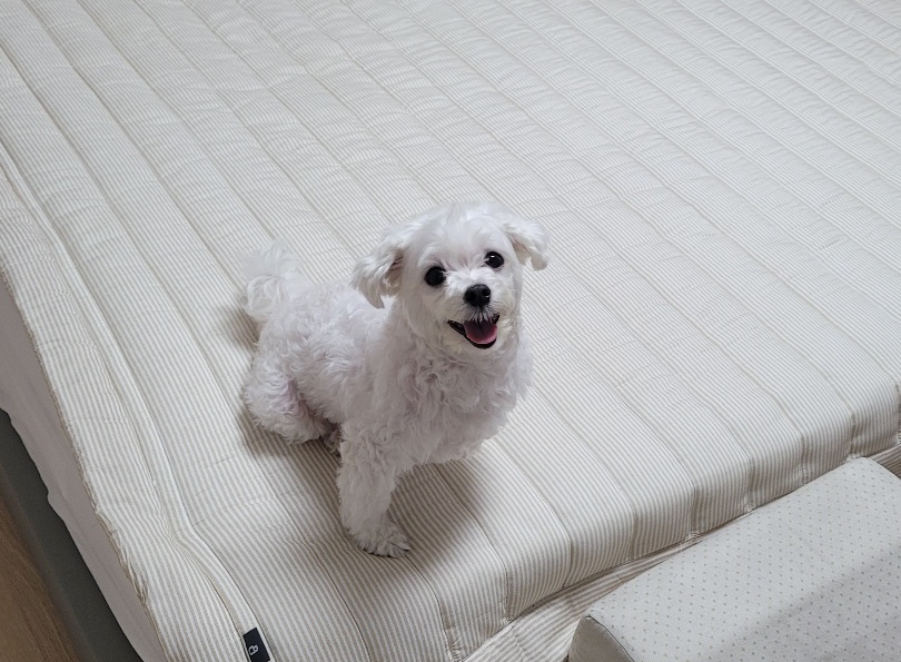 유기견보호센터 강아지보호소 고양이보호소 - 펫찾기 3번째 사진