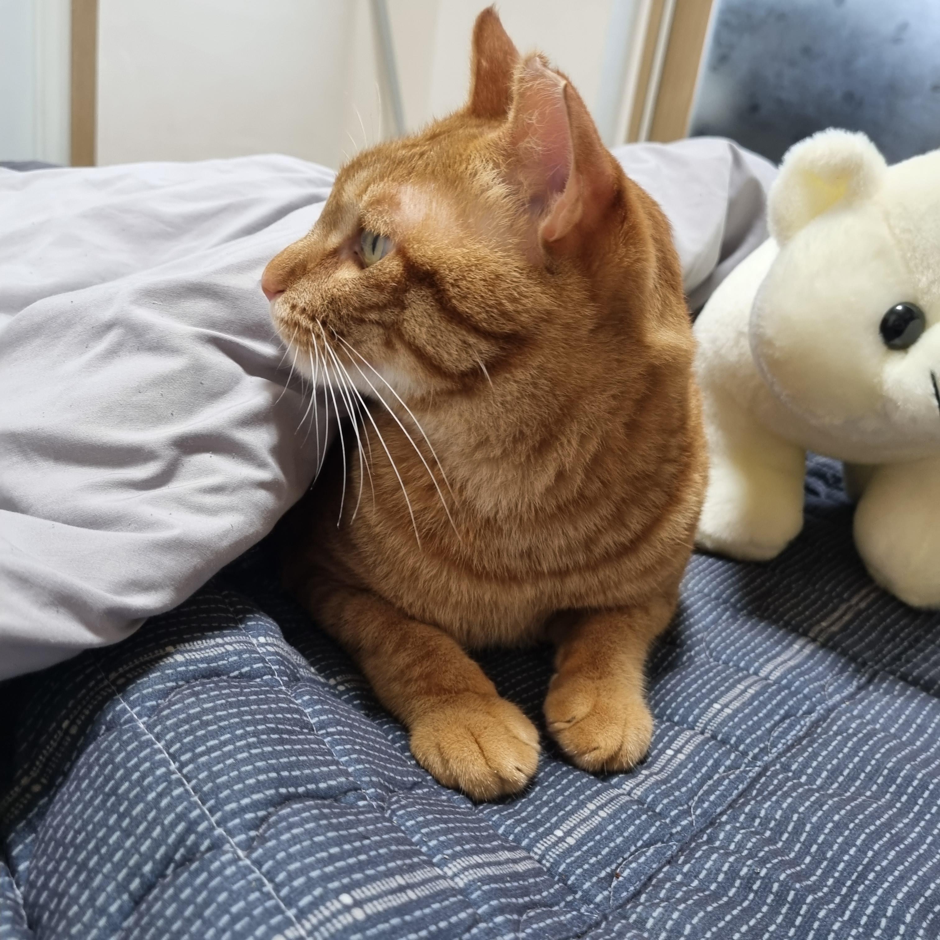 고양이 찾아요 - 강아지 찾아요 - 유기견 보호 센터 - 이미지 6