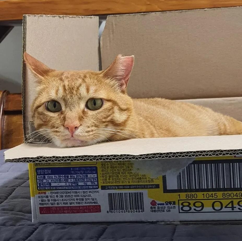 고양이 찾아요 - 강아지 찾아요 - 유기견 보호 센터 - 이미지 9