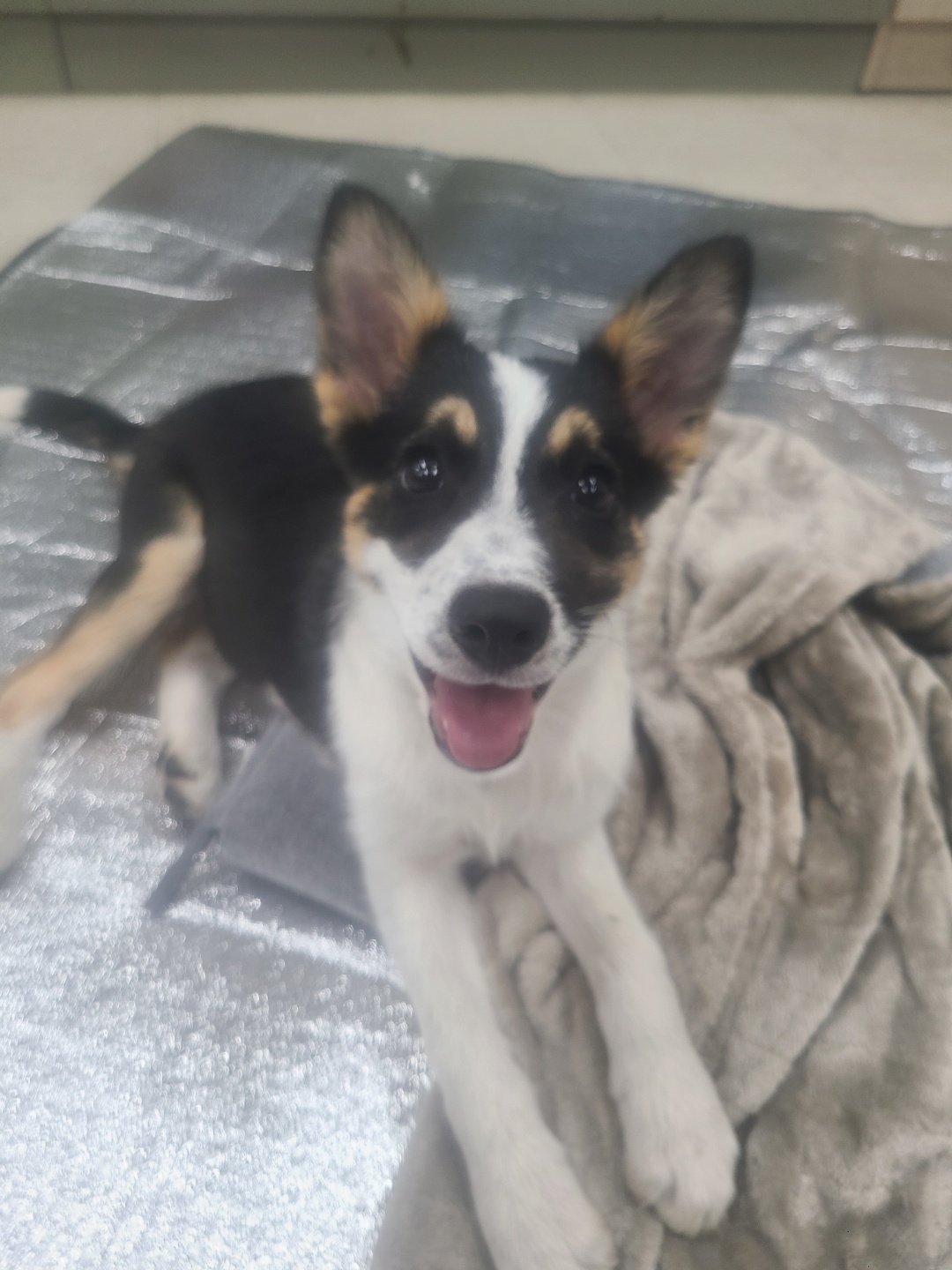 유기견보호센터 강아지보호소 고양이보호소 - 펫찾기 28번째 사진