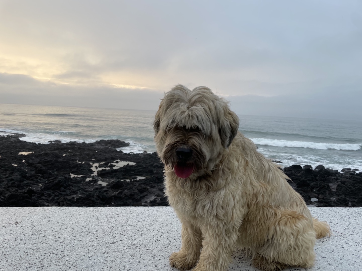 유기견보호센터 강아지보호소 고양이보호소 - 펫찾기 26번째 사진