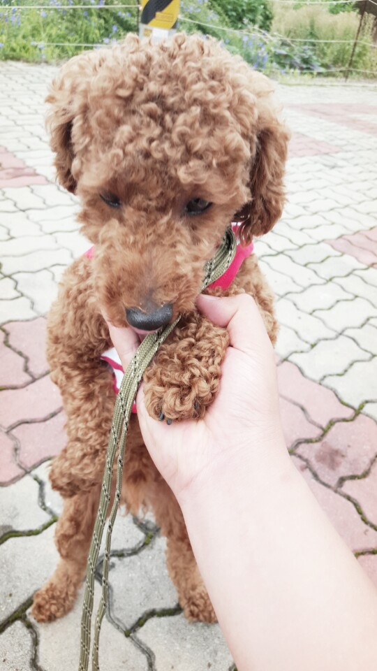 유기견보호센터 강아지보호소 고양이보호소 - 펫찾기 10번째 사진