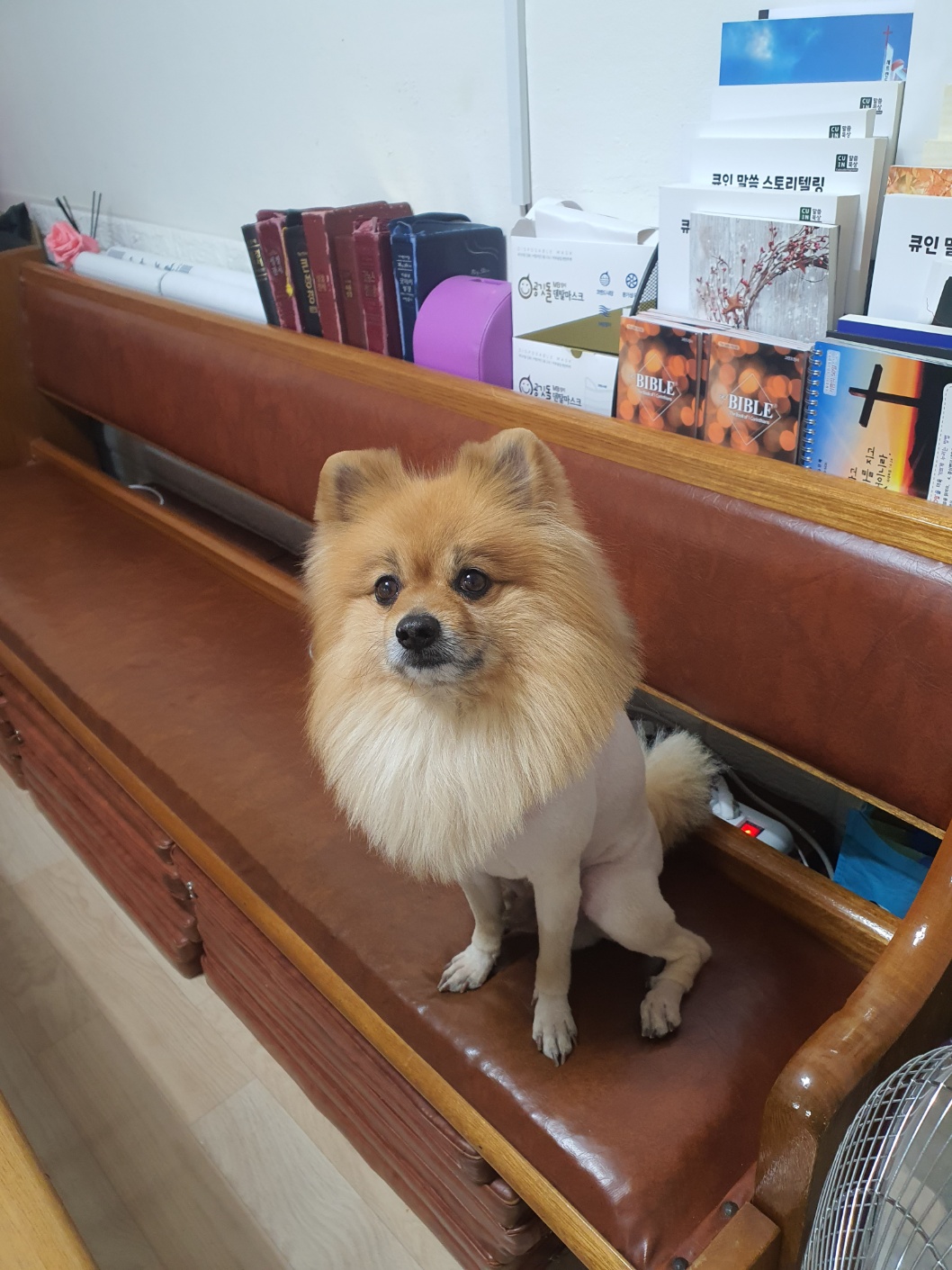 유기견보호센터 강아지보호소 고양이보호소 - 펫찾기 29번째 사진