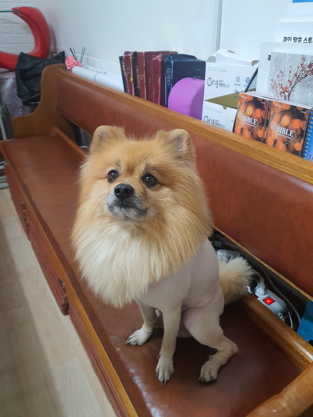 유기견보호센터 강아지보호소 고양이보호소 - 펫찾기 25번째 사진