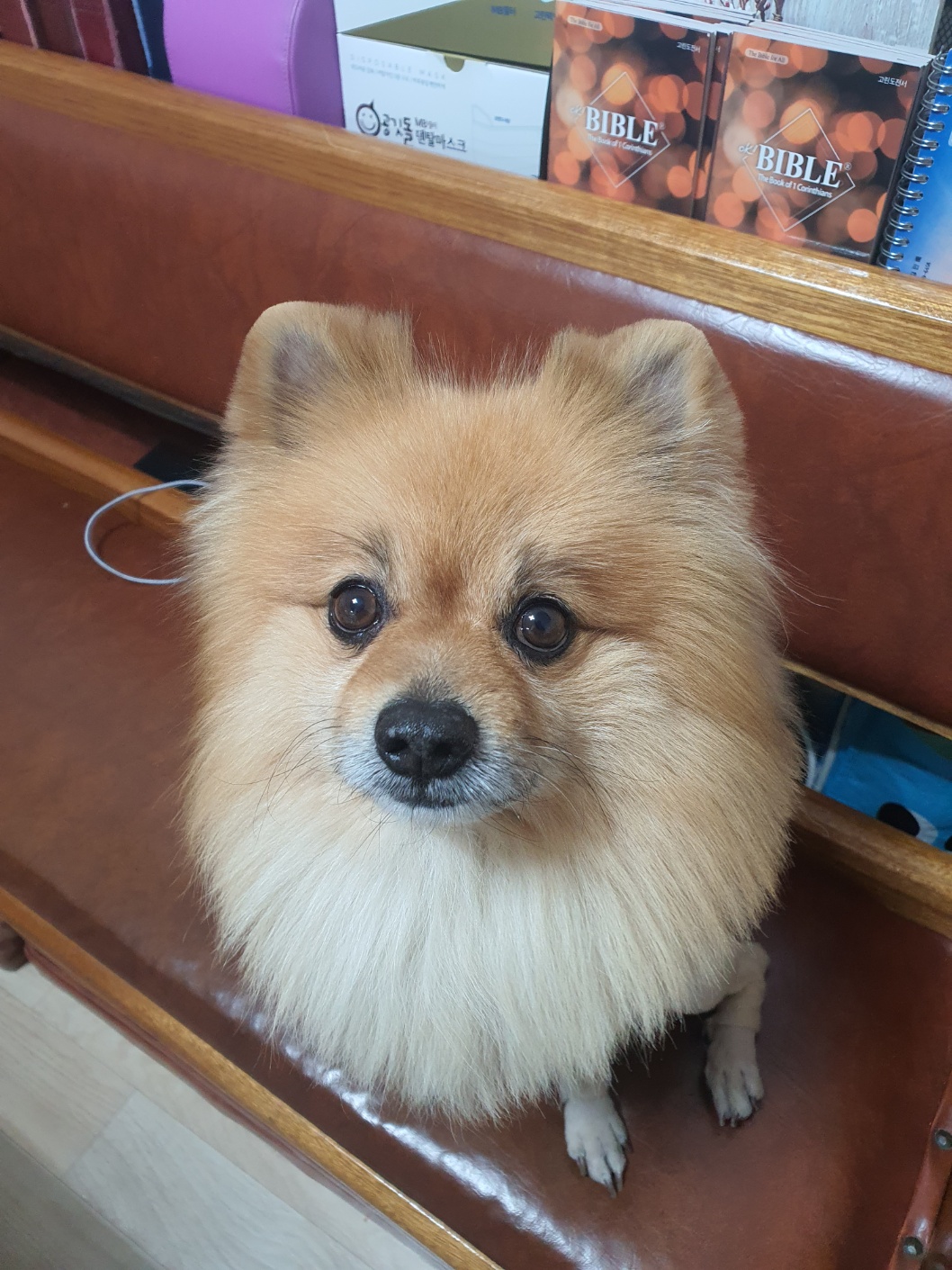 유기견보호센터 강아지보호소 고양이보호소 - 펫찾기 28번째 사진