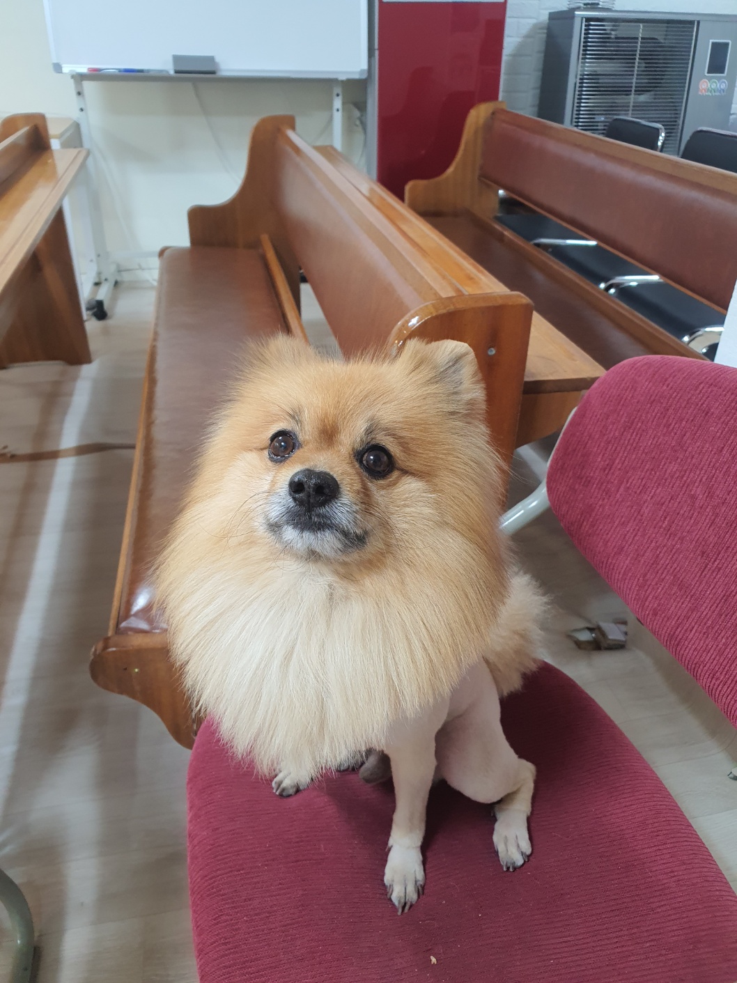 유기견보호센터 강아지보호소 고양이보호소 - 펫찾기 30번째 사진