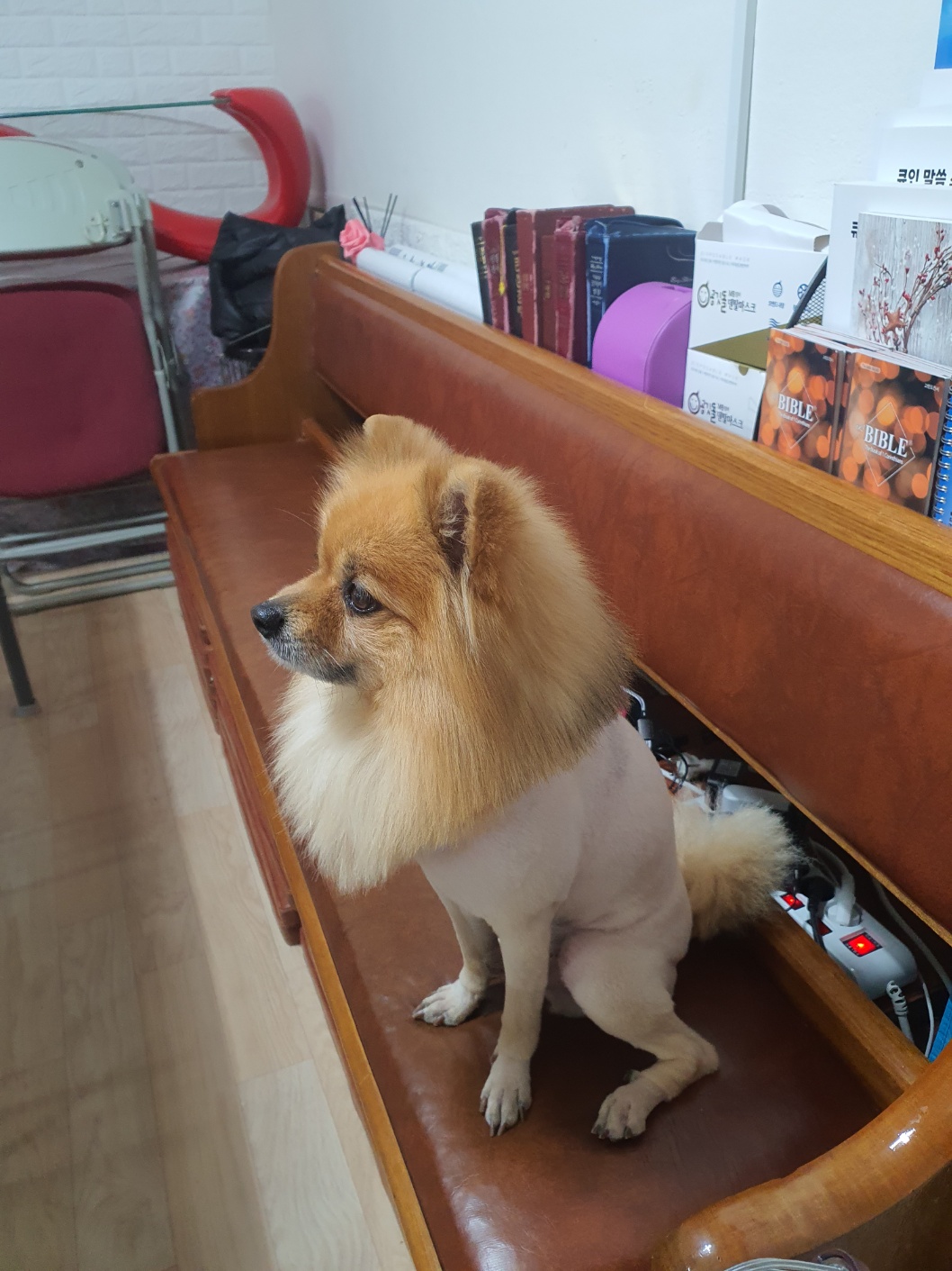 유기견보호센터 강아지보호소 고양이보호소 - 펫찾기 24번째 사진