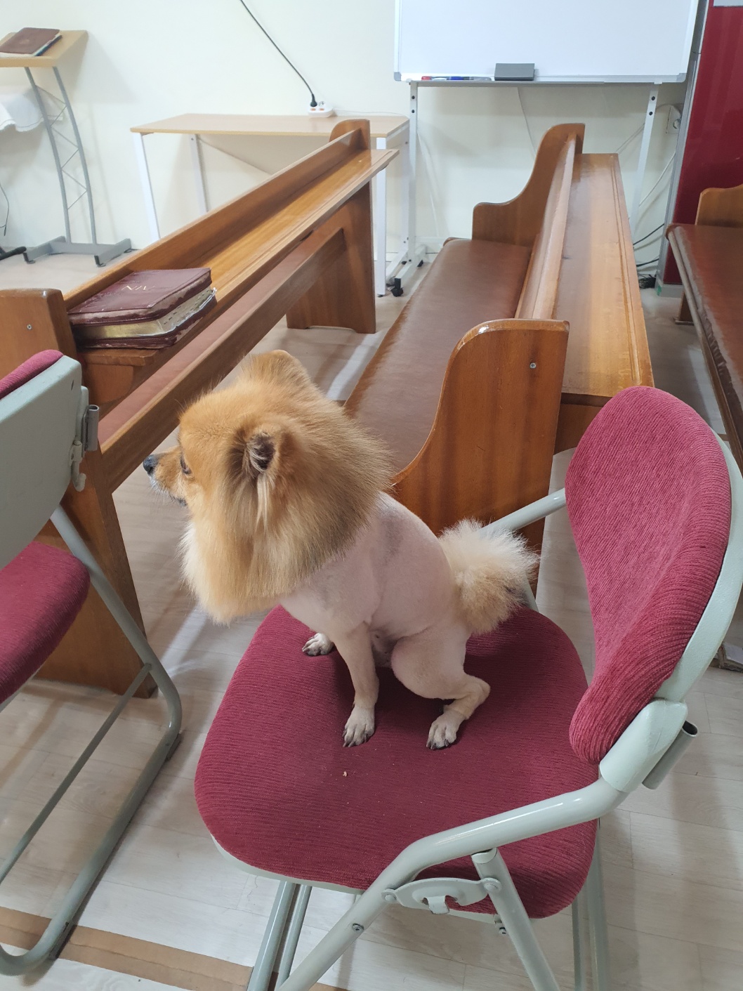 유기견보호센터 강아지보호소 고양이보호소 - 펫찾기 27번째 사진