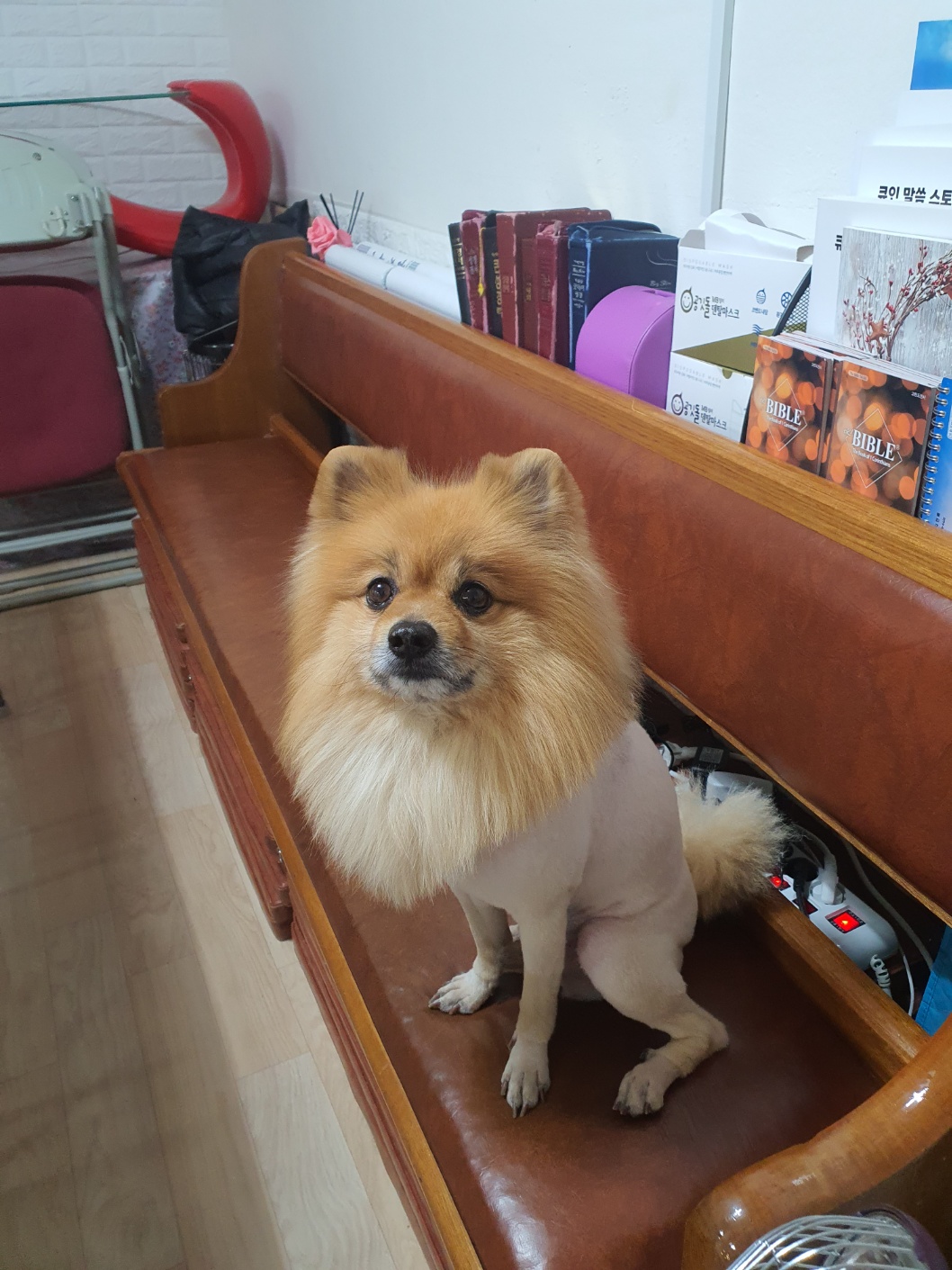 유기견보호센터 강아지보호소 고양이보호소 - 펫찾기 26번째 사진