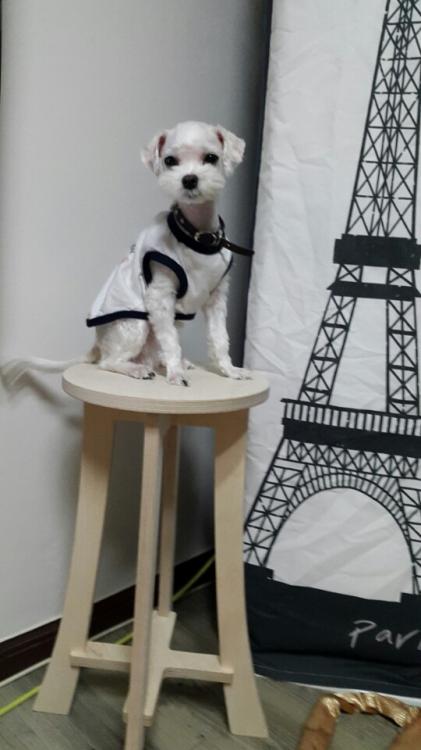 유기견보호센터 강아지보호소 고양이보호소 - 펫찾기 23번째 사진