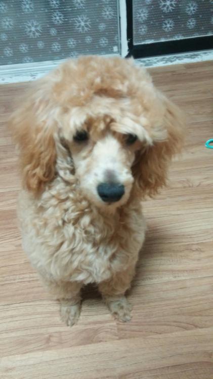 풍납동 푸들 찾습니다.