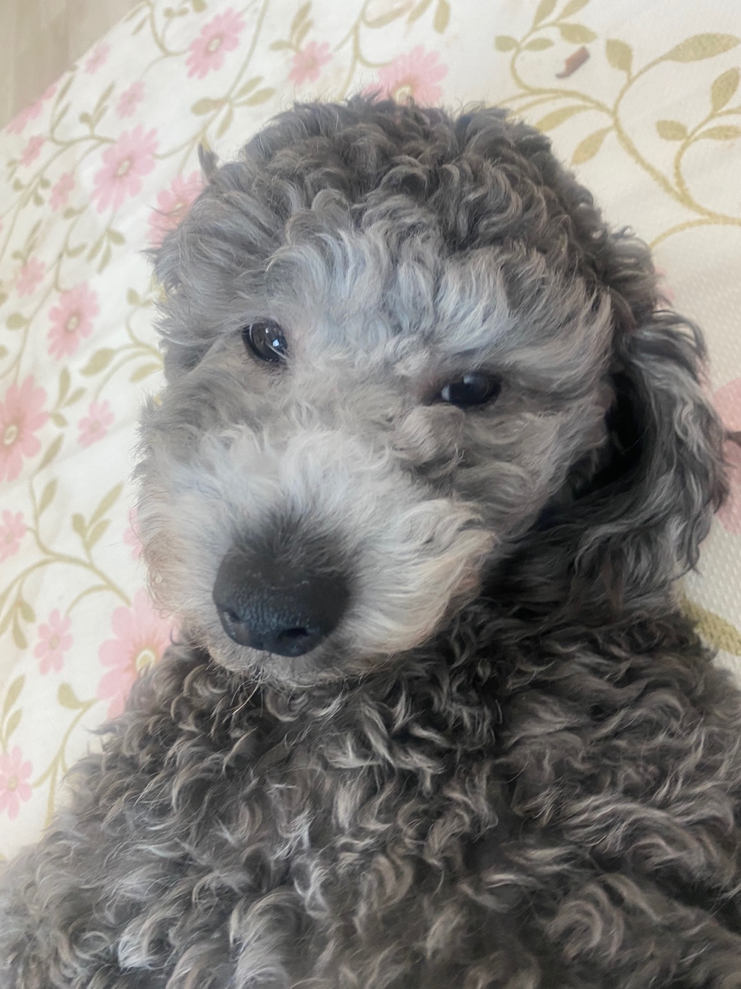 유기견보호센터 강아지보호소 고양이보호소 - 펫찾기 15번째 사진