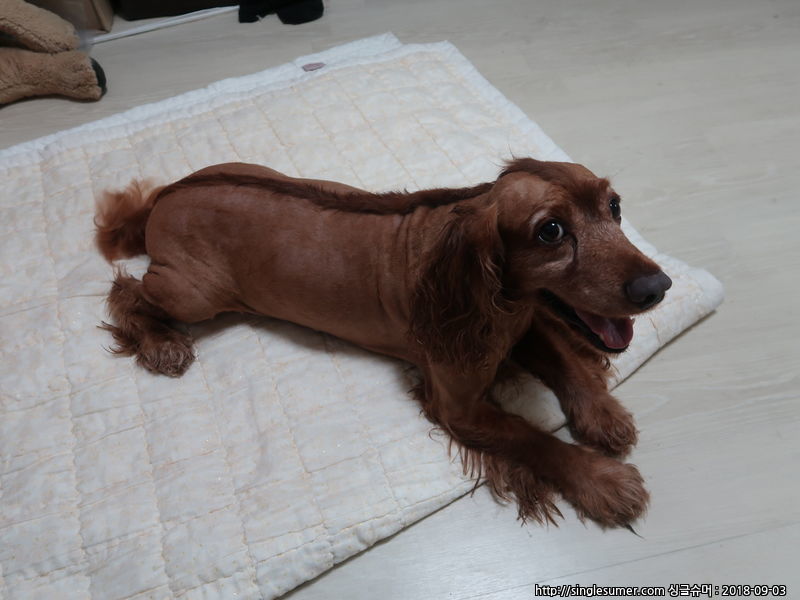 유기견보호센터 강아지보호소 고양이보호소 - 펫찾기 4번째 사진