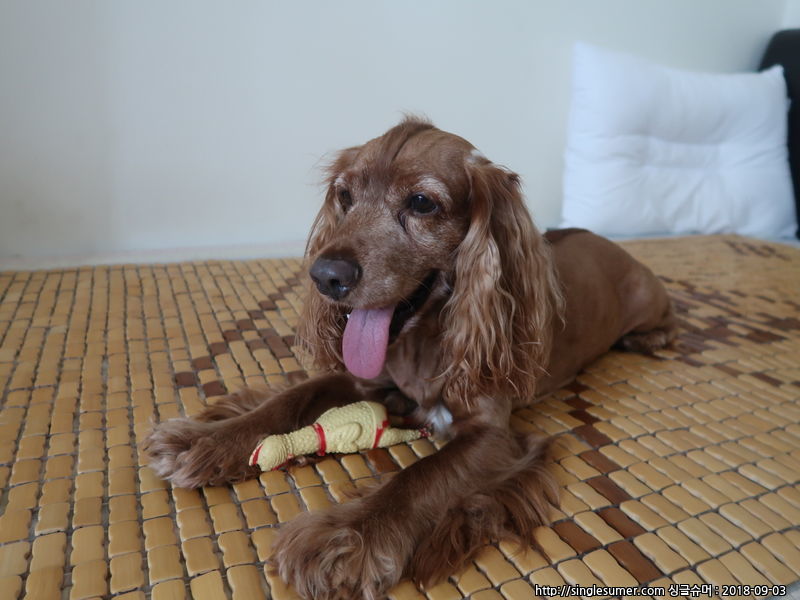 유기견보호센터 강아지보호소 고양이보호소 - 펫찾기 3번째 사진