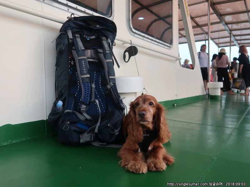 유기견보호센터 강아지보호소 고양이보호소 - 펫찾기 5번째 사진
