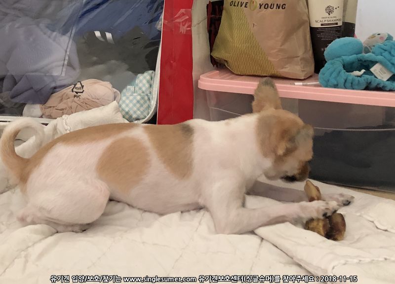 대전 유성구 죽동) 파티포메 암컷 3살 3kg 콩순이를 찾습니다 5번째 사진