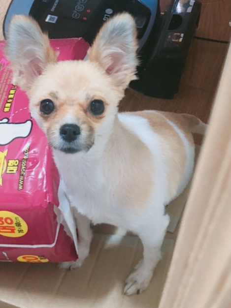 대전 유성구 죽동) 파티포메 암컷 3살 3kg 콩순이를 찾습니다