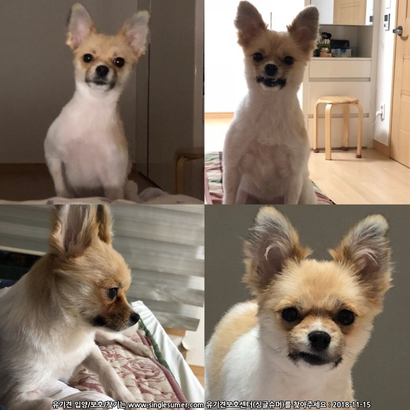 대전 유성구 죽동) 파티포메 암컷 3살 3kg 콩순이를 찾습니다 10번째 사진