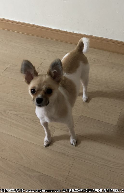 대전 유성구 죽동) 파티포메 암컷 3살 3kg 콩순이를 찾습니다 3번째 사진