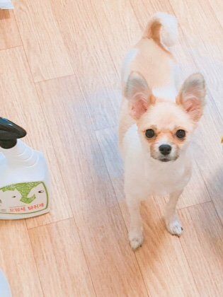 대전 유성구 죽동) 파티포메 암컷 3살 3kg 콩순이를 찾습니다 2번째 사진