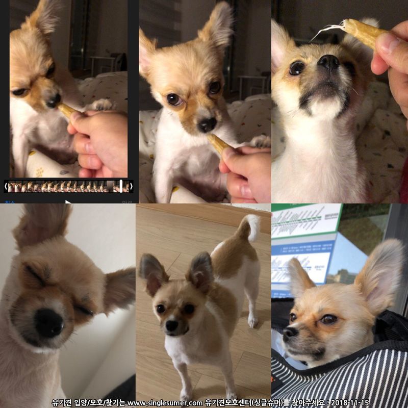 대전 유성구 죽동) 파티포메 암컷 3살 3kg 콩순이를 찾습니다 7번째 사진