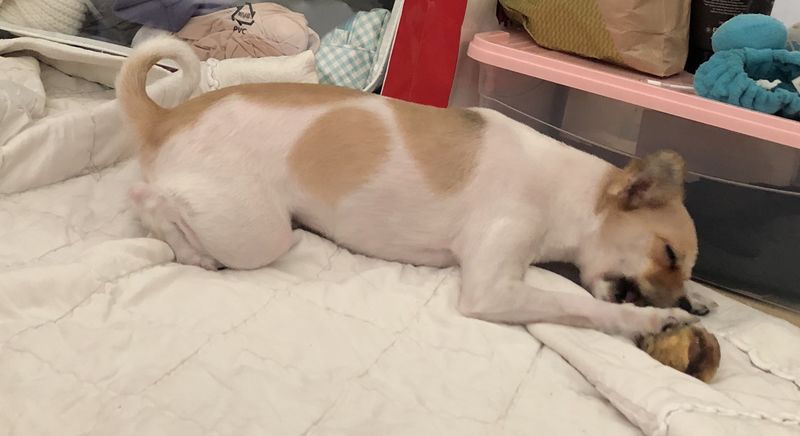 대전 유성구 죽동) 파티포메 암컷 3살 3kg 콩순이를 찾습니다 6번째 사진