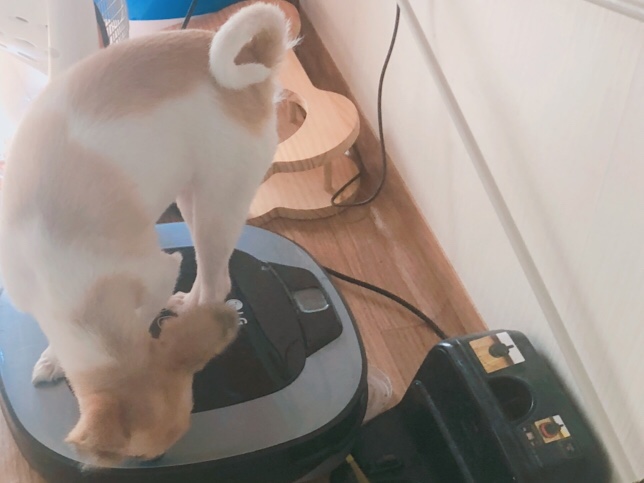 대전 유성구 죽동) 파티포메 암컷 3살 3kg 콩순이를 찾습니다 4번째 사진