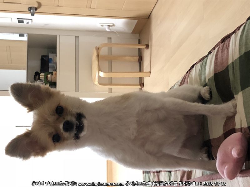 대전 유성구 죽동) 파티포메 암컷 3살 3kg 콩순이를 찾습니다 12번째 사진