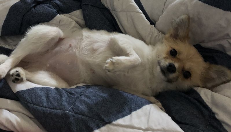 대전 유성구 죽동) 파티포메 암컷 3살 3kg 콩순이를 찾습니다 13번째 사진