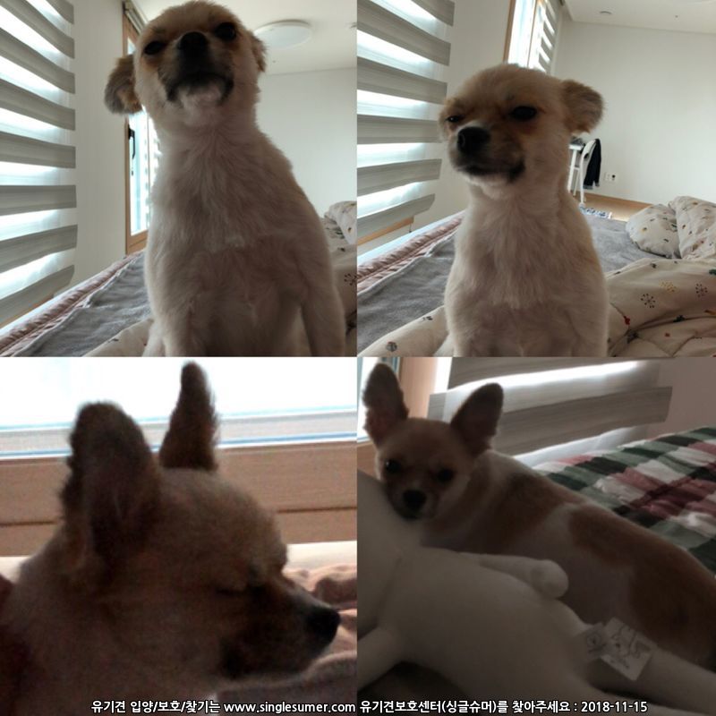 대전 유성구 죽동) 파티포메 암컷 3살 3kg 콩순이를 찾습니다 9번째 사진