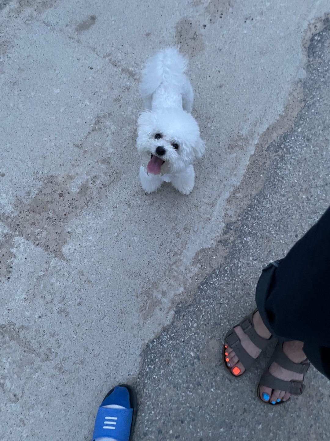 유기견보호센터 강아지보호소 고양이보호소 - 펫찾기 20번째 사진