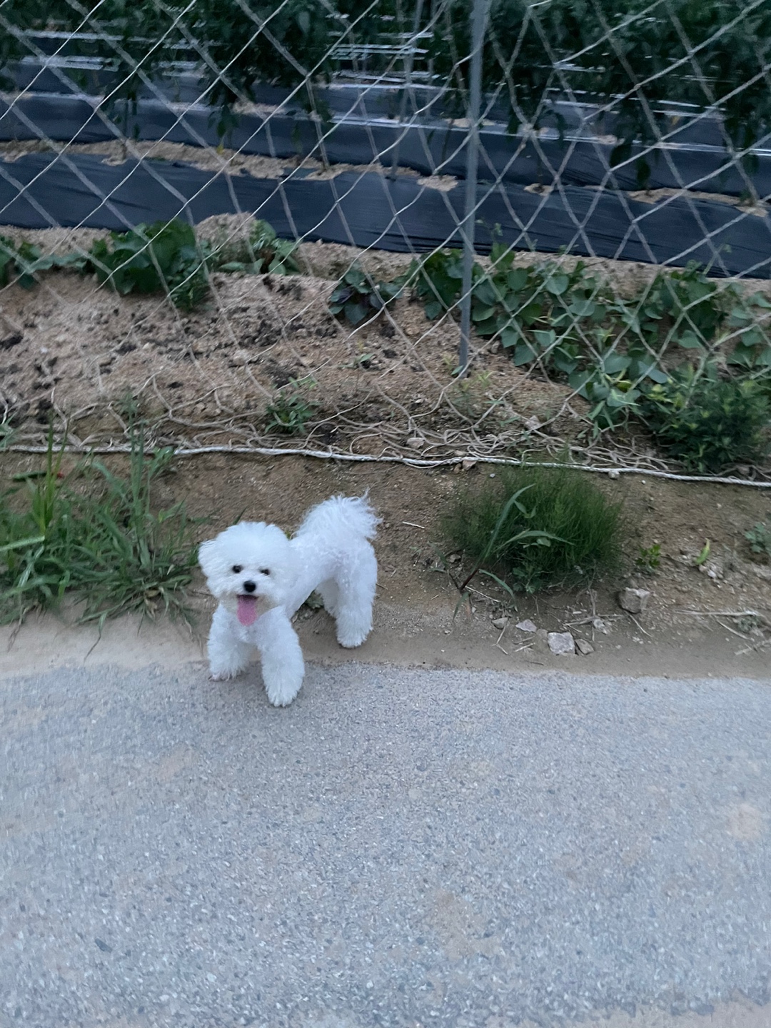 유기견보호센터 강아지보호소 고양이보호소 - 펫찾기 19번째 사진