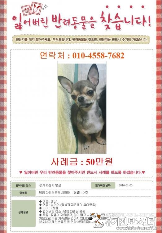 병점 다람산공원에서 실종된 치와와(수컷) 찾습니다.