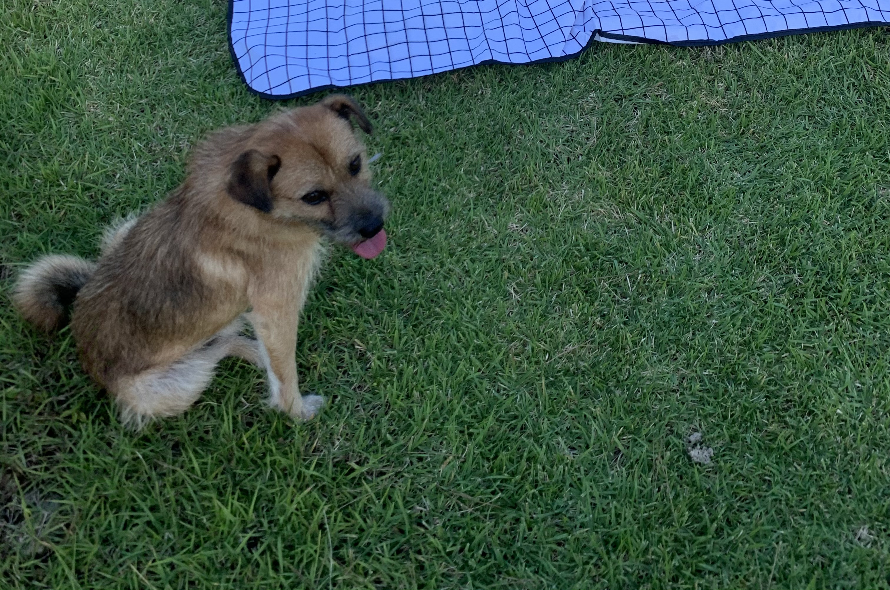 유기견보호센터 강아지보호소 고양이보호소 - 펫찾기 18번째 사진