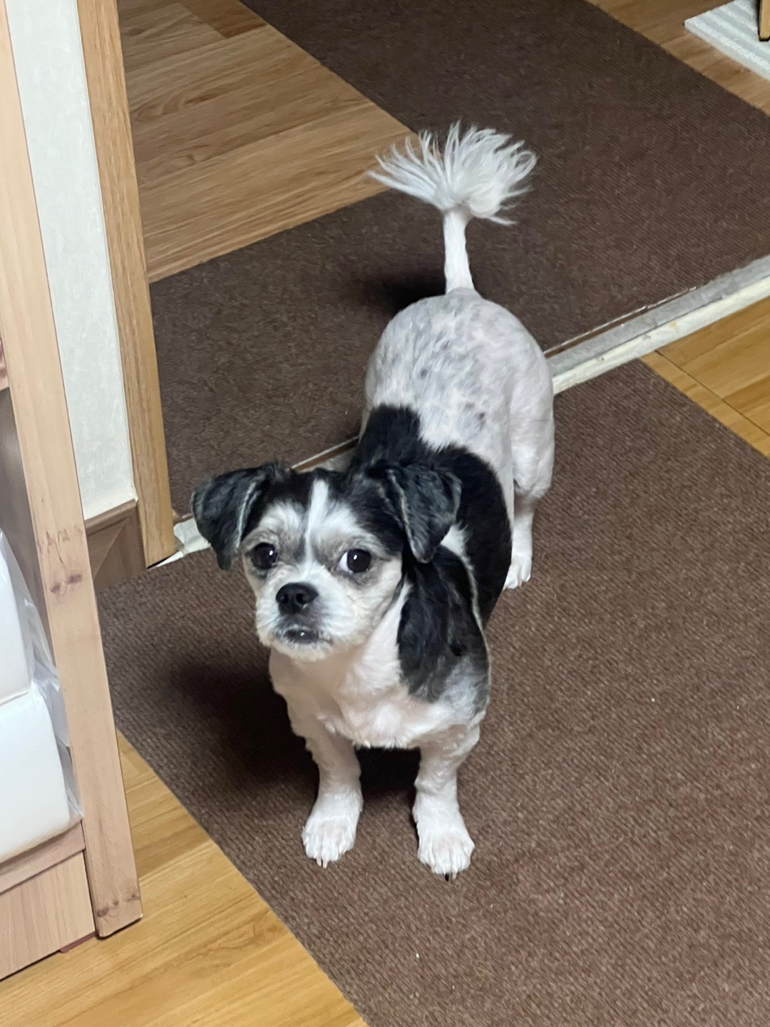 유기견보호센터 강아지보호소 고양이보호소 - 펫찾기 32번째 사진