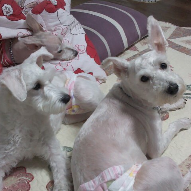 유기견보호센터 강아지보호소 고양이보호소 - 펫찾기