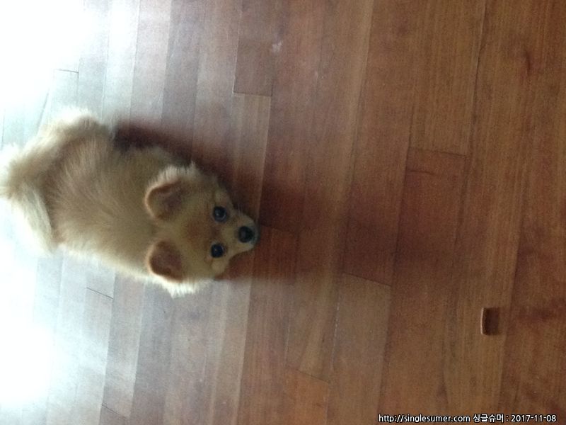 남양주시 도농동 포메라니안