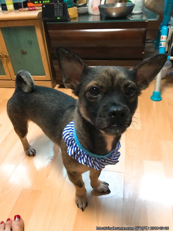 유기견보호센터 강아지보호소 고양이보호소 - 펫찾기 33번째 사진