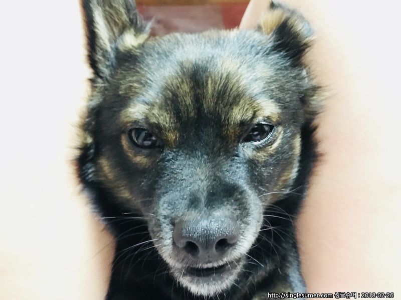 유기견보호센터 강아지보호소 고양이보호소 - 펫찾기 32번째 사진