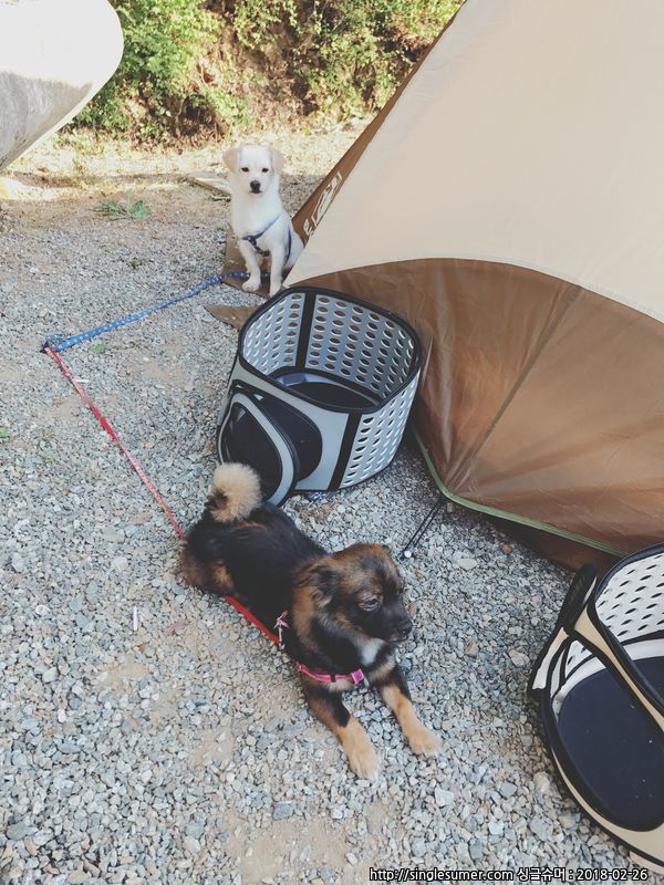 유기견보호센터 강아지보호소 고양이보호소 - 펫찾기 31번째 사진