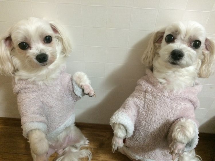 말티즈 2마리를 찾습니다.