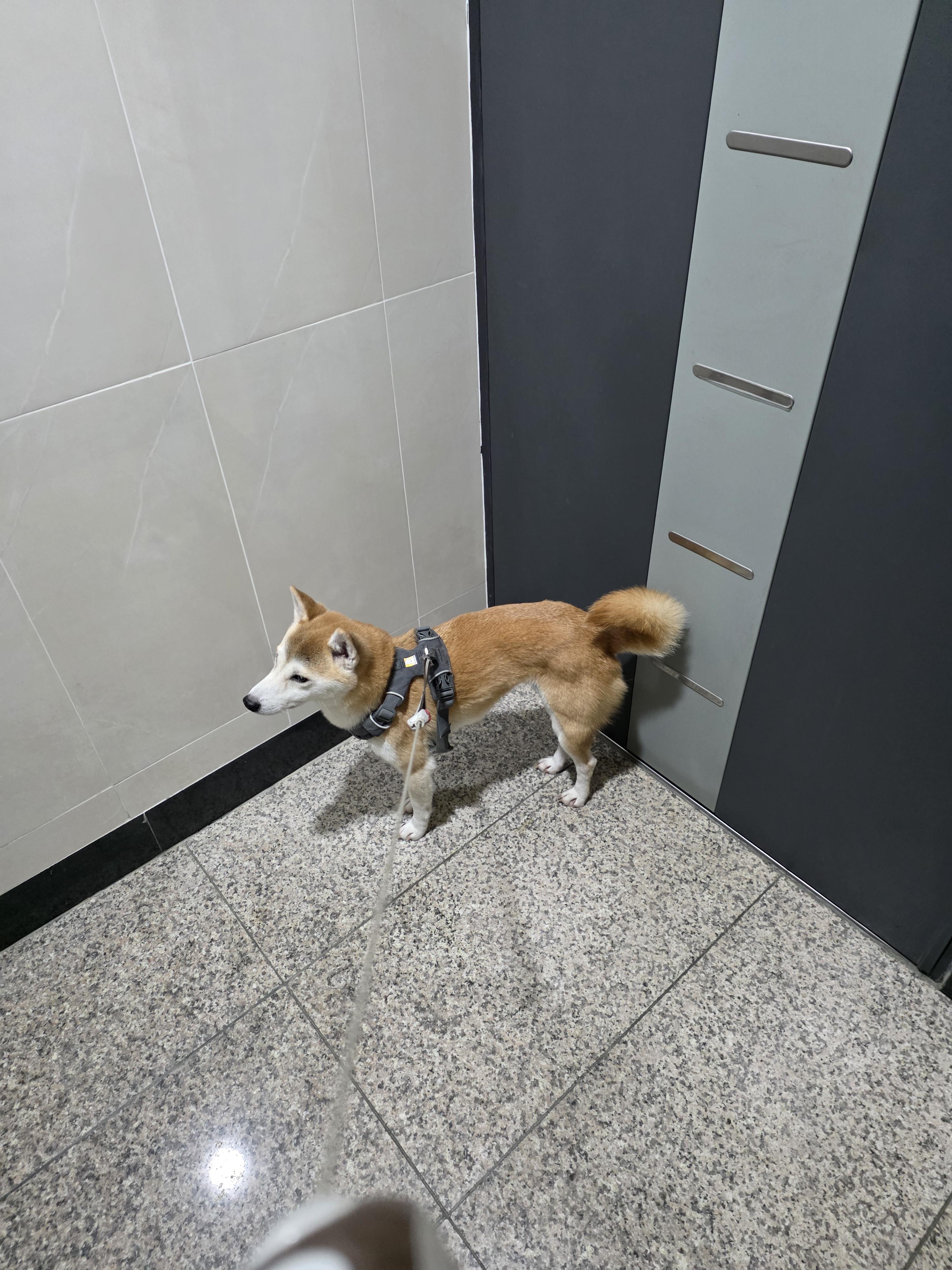 유기견보호센터 강아지보호소 고양이보호소 - 펫찾기 17번째 사진