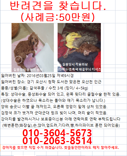 1489849858591.png : (경기 오산)저희아이 밍이 찾습니다