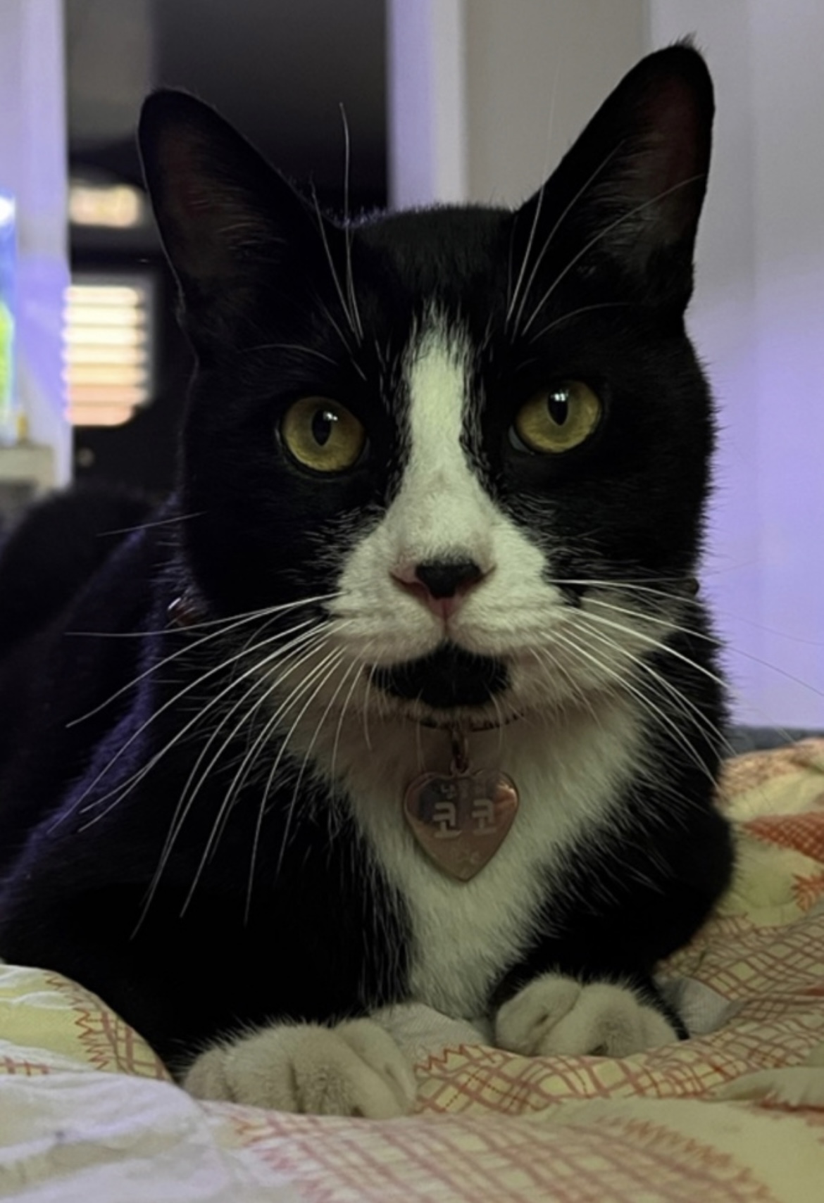 유기견보호센터 강아지보호소 고양이보호소 - 펫찾기 5번째 사진