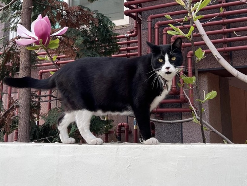 유기견보호센터 강아지보호소 고양이보호소 - 펫찾기 4번째 사진