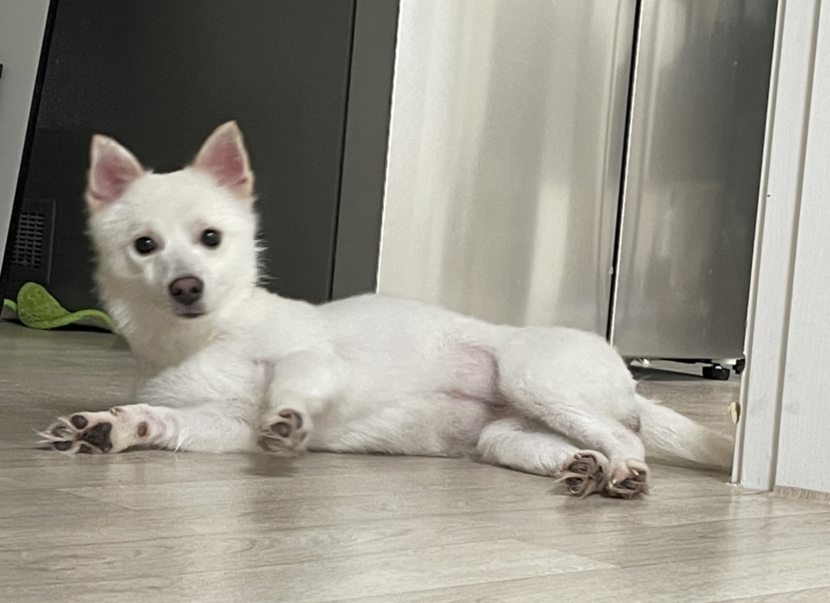 유기견보호센터 강아지보호소 고양이보호소 - 펫찾기 46번째 사진