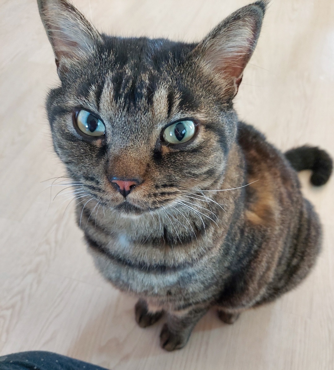 유기견보호센터 강아지보호소 고양이보호소 - 펫찾기 7번째 사진