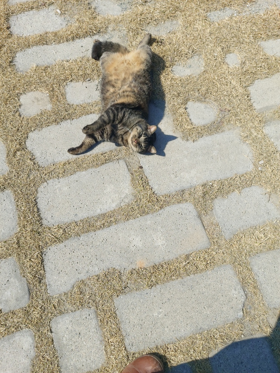 유기견보호센터 강아지보호소 고양이보호소 - 펫찾기 6번째 사진